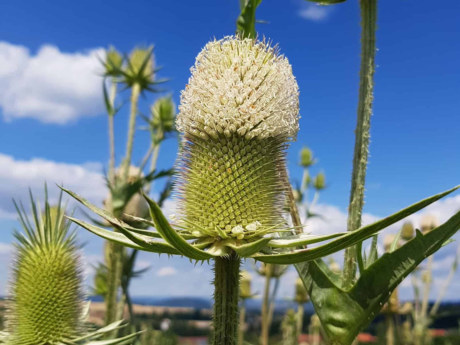 Karde - Schlitzblatt (Dipsacus laciniatus)