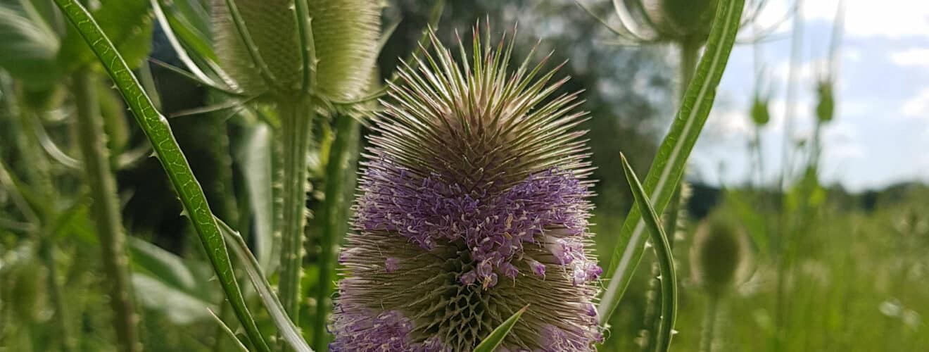 Karde - Wilde (Dipsacus fullonum)