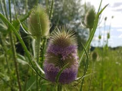 Karde - Wilde (Dipsacus fullonum)