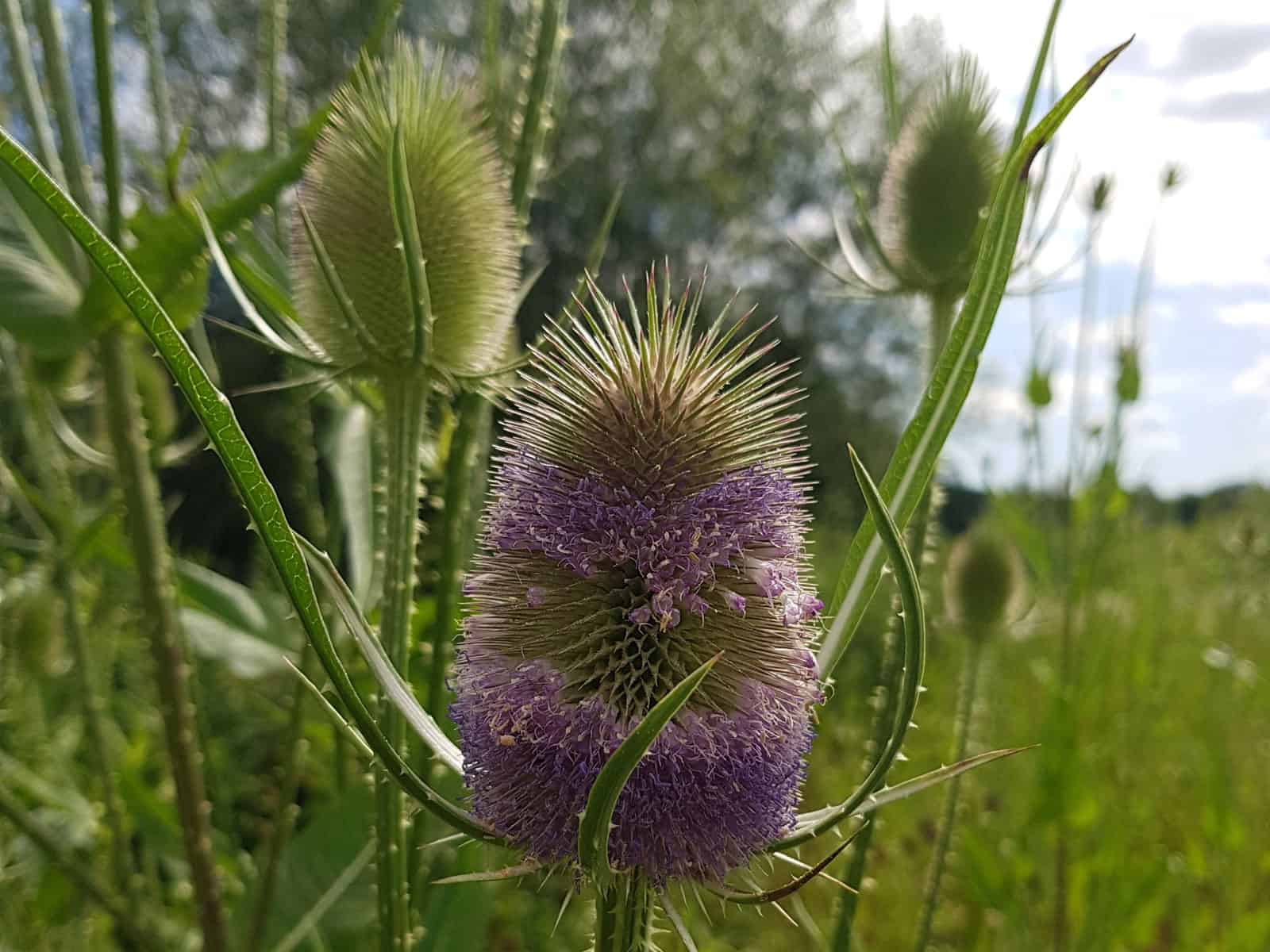 11 Stck im Topf Wilde Karde eine heimische Wildpflanze! Dipsacum fullonum 