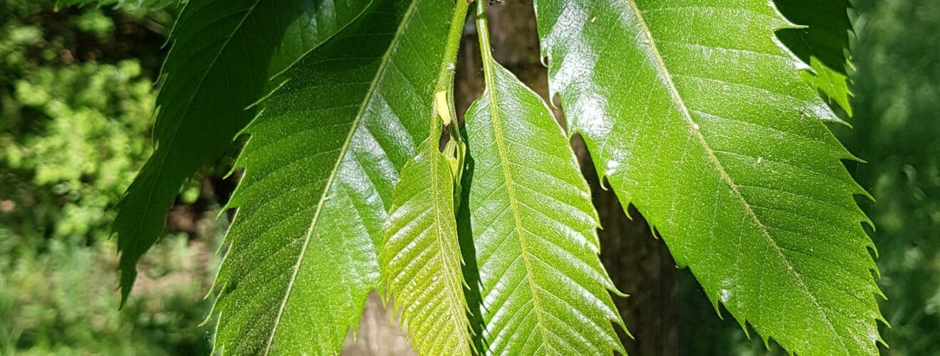 Kastanie - Edelkastanie (Castanea sativa)