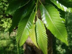 Kastanie - Edelkastanie (Castanea sativa)