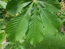 Kastanie - Gew. Rosskastanie (Aesculus hippocastanum)