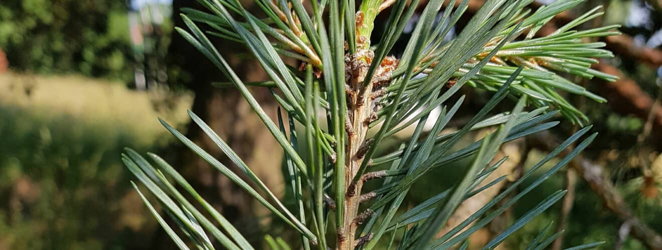 Kiefer - Waldkiefer/Föhre (Pinus sylvestris)