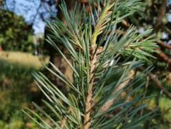 Kiefer - Waldkiefer/Föhre (Pinus sylvestris)