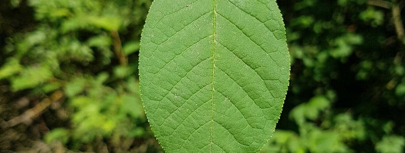 Kirsche - Gew.Traubenkrische (Prunus padus)