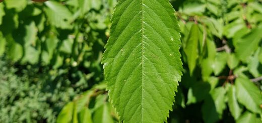 Kirsche - Vogelkirsche (Prunus avium)