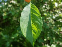 Kirschpflaume (Prunus cerasifera)