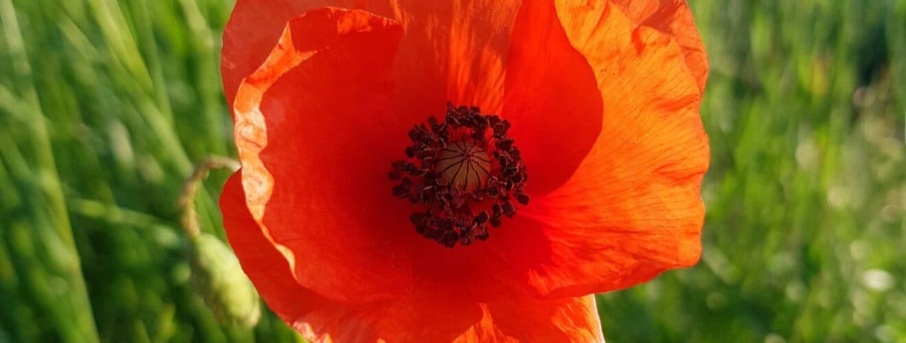 Klatschmohn (Papaver rhoeas)