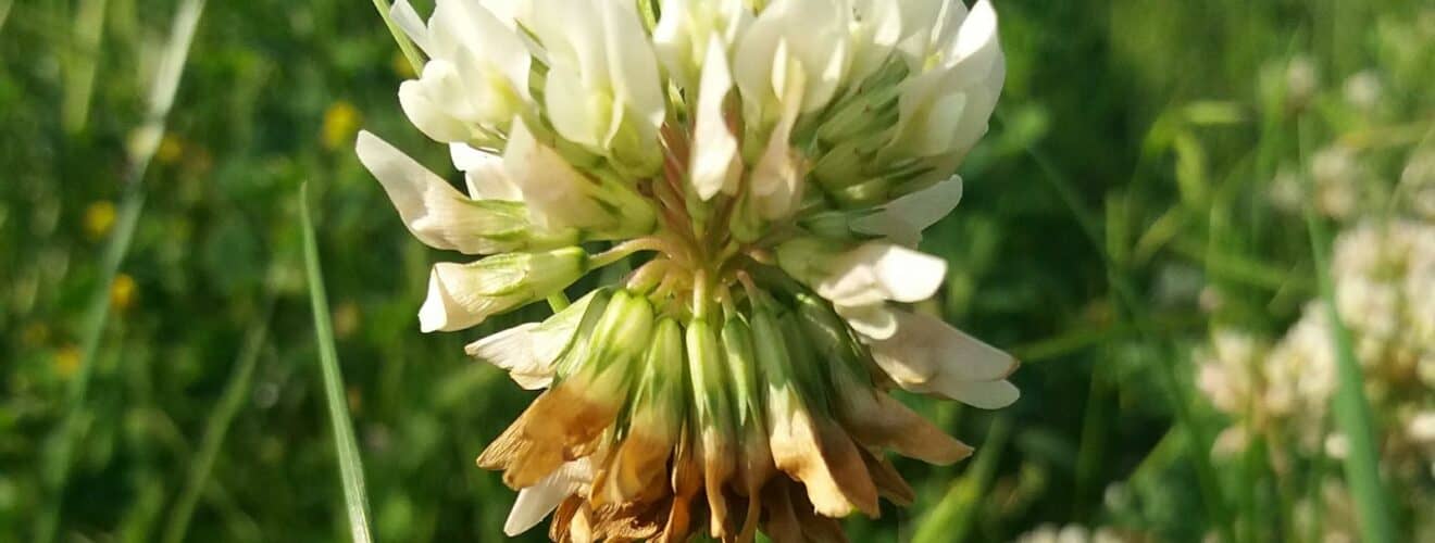 Klee - Weiß-Klee (Trifolium repens)