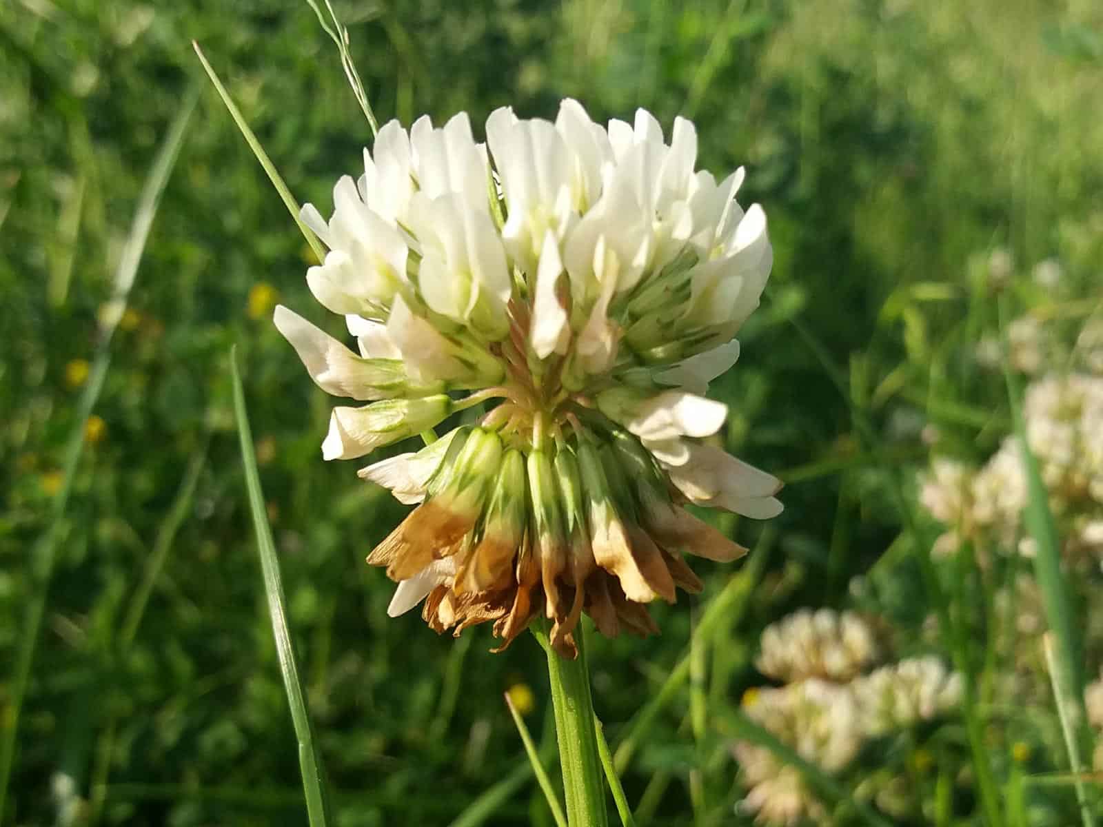 Klee - Weiß-Klee (Trifolium repens)