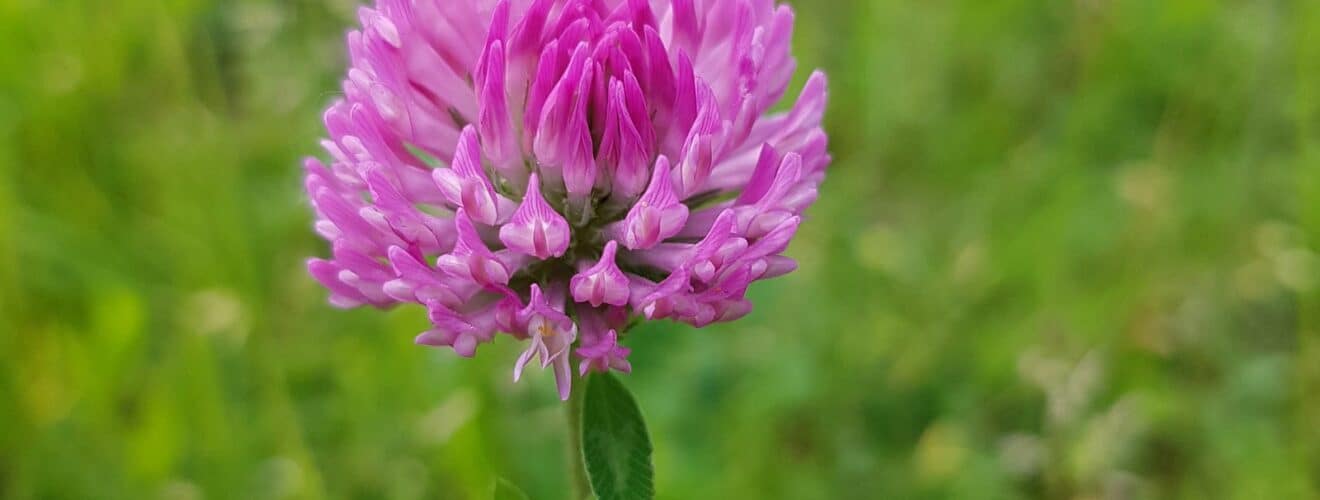 Klee - Wiesenklee / Rotklee (Trifolium pratense)