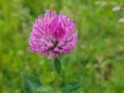 Klee - Wiesenklee / Rotklee (Trifolium pratense)