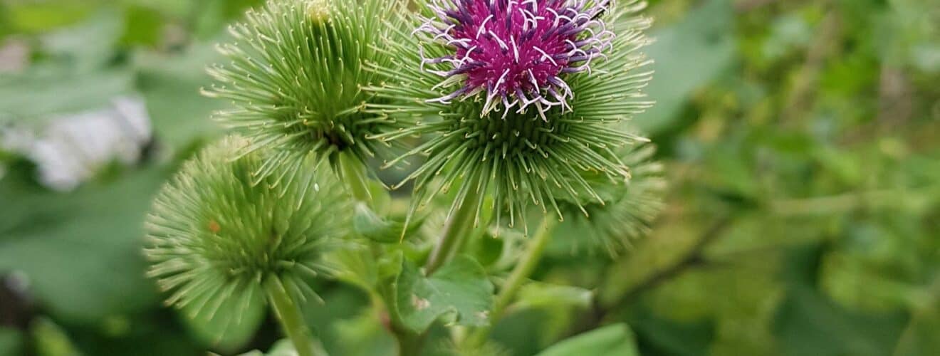 Klette - Große (Arctium lappa)