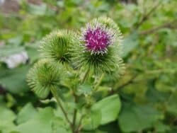 Klette - Große (Arctium lappa)