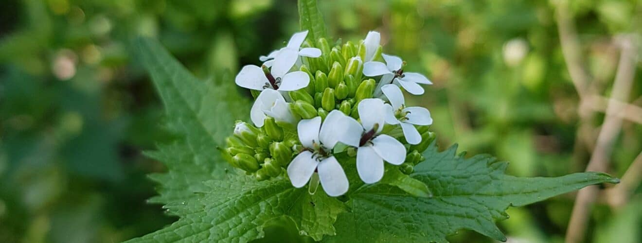 Knoblauchsrauke (Alliaria petiolata)