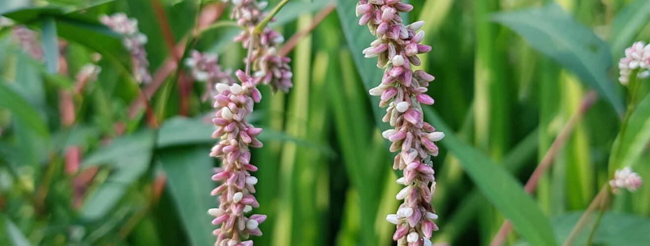 Knöterich - Ampfer (Persicaria lapathifolia)