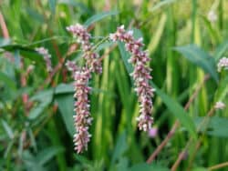 Knöterich - Ampfer (Persicaria lapathifolia)