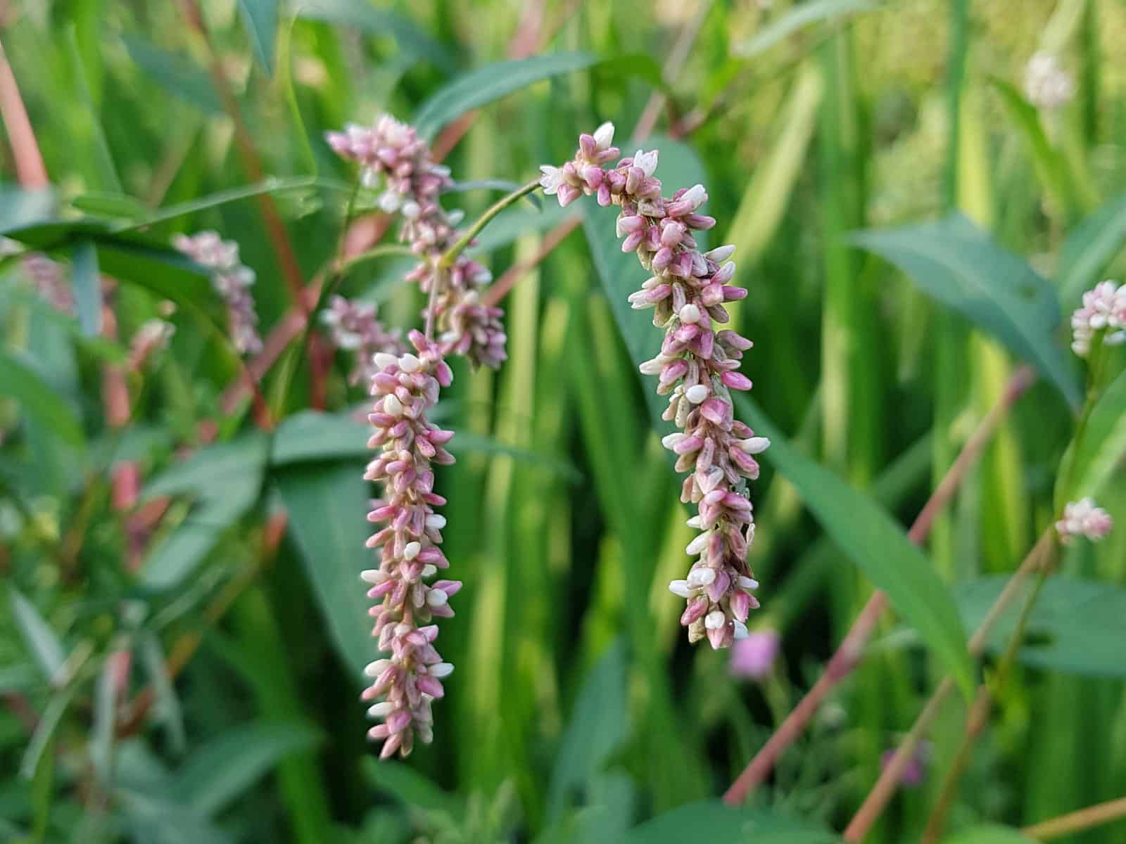 Knöterich Ampfer Wildpflanzen bestimmen & verwenden
