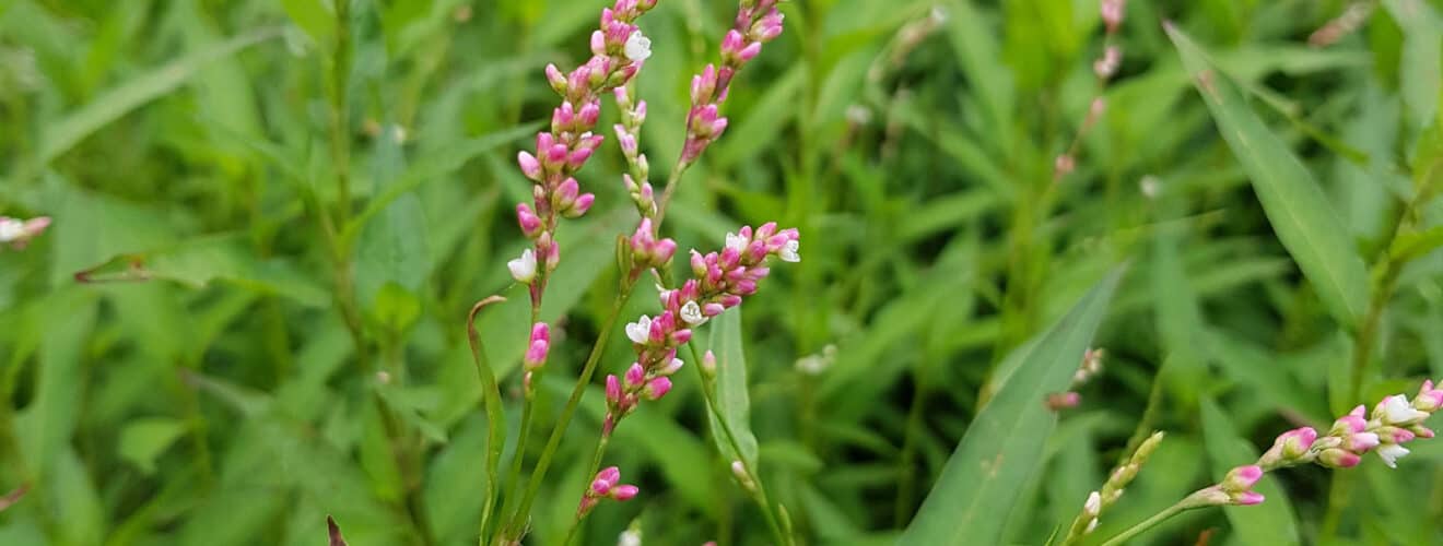 Knöterich - Milder (Persicaria dubia)