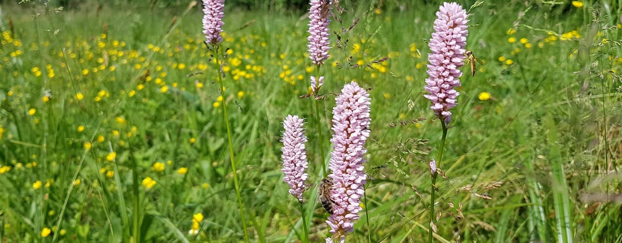 Knöterich - Schlangen (Bistorta officinalis)