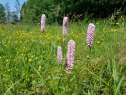 Knöterich - Schlangen (Bistorta officinalis)