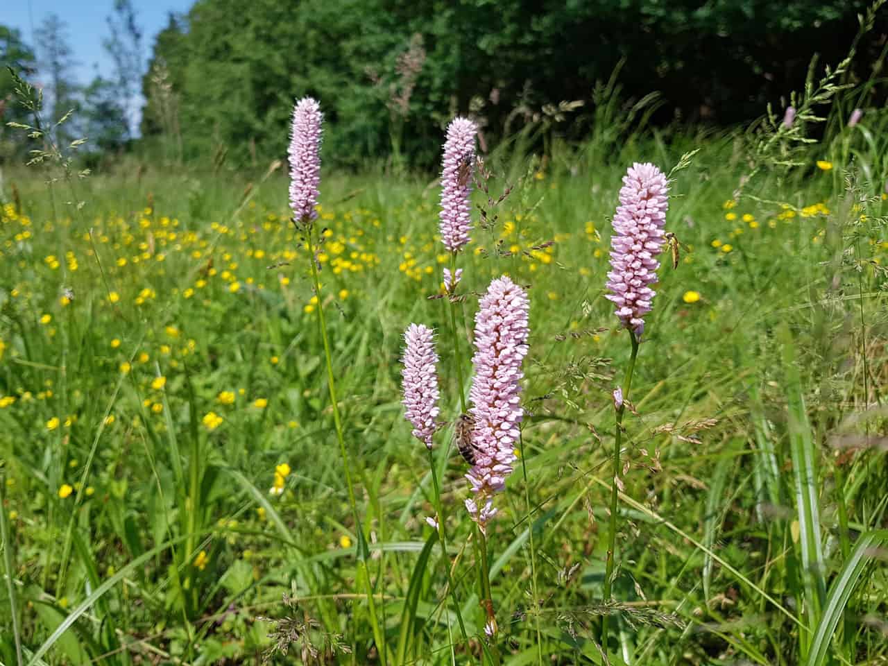 Knöterich - Schlangen (Bistorta officinalis)
