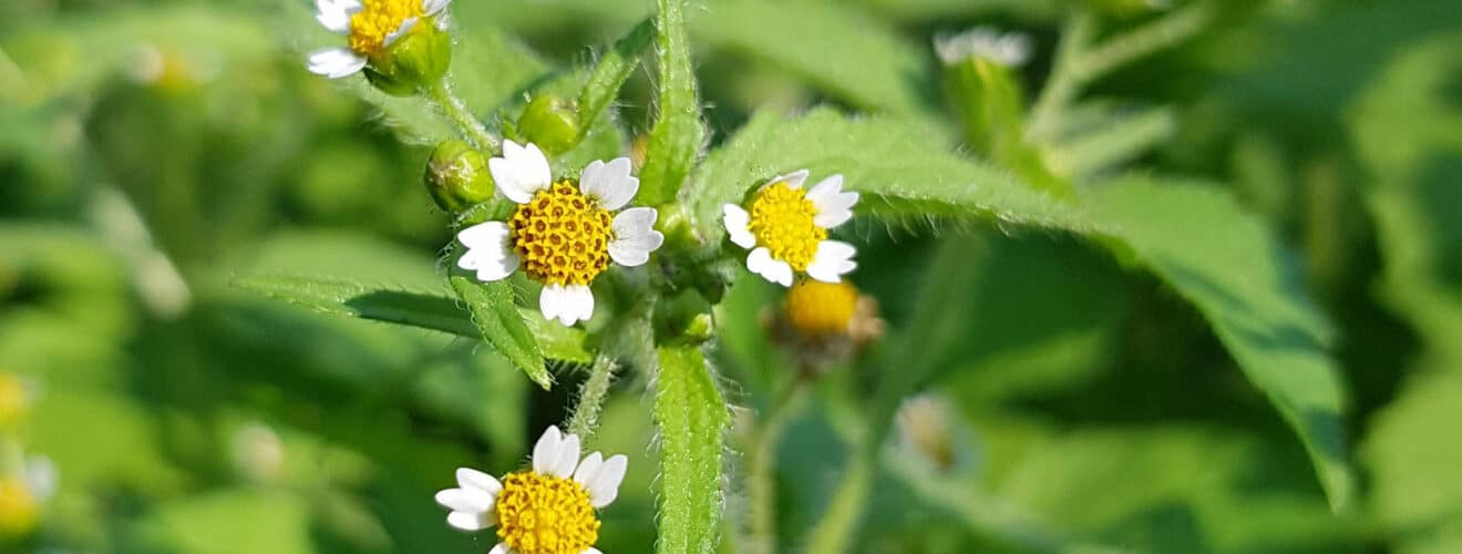 Knopfkraut - Behaartes (Galinsoga quadriradiata)