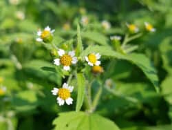 Knopfkraut - Behaartes (Galinsoga quadriradiata)