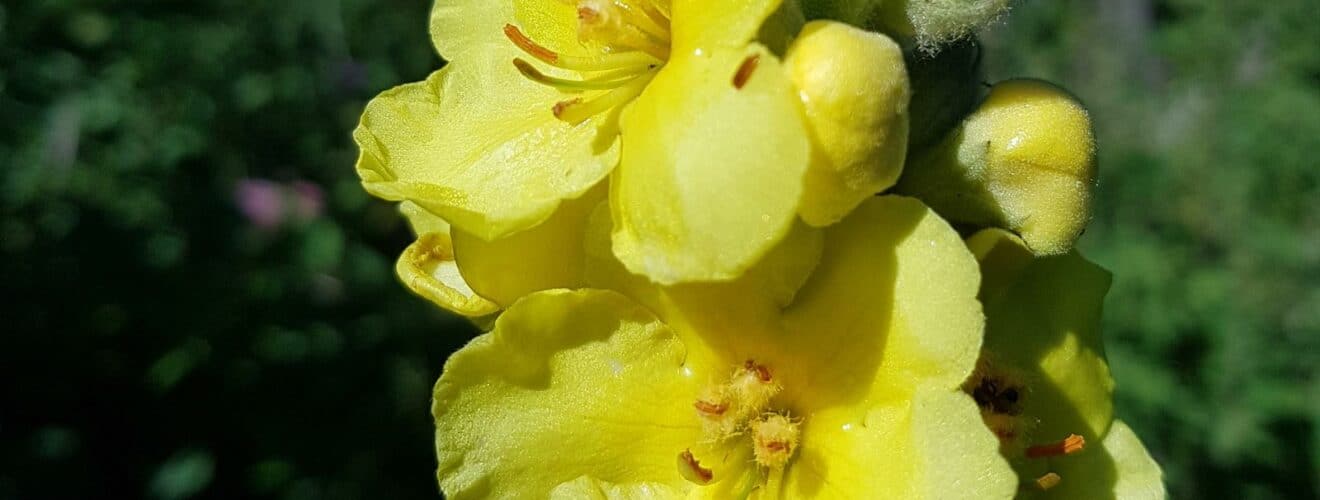 Königskerze - Großblütige (Verbascum densiflorum)