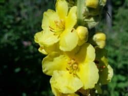 Königskerze - Großblütige (Verbascum densiflorum)