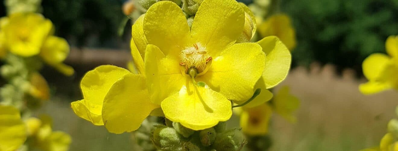 Königskerze - Kleinblütige (Verbascum thapsus)