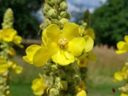 Königskerze - Kleinblütige (Verbascum thapsus)