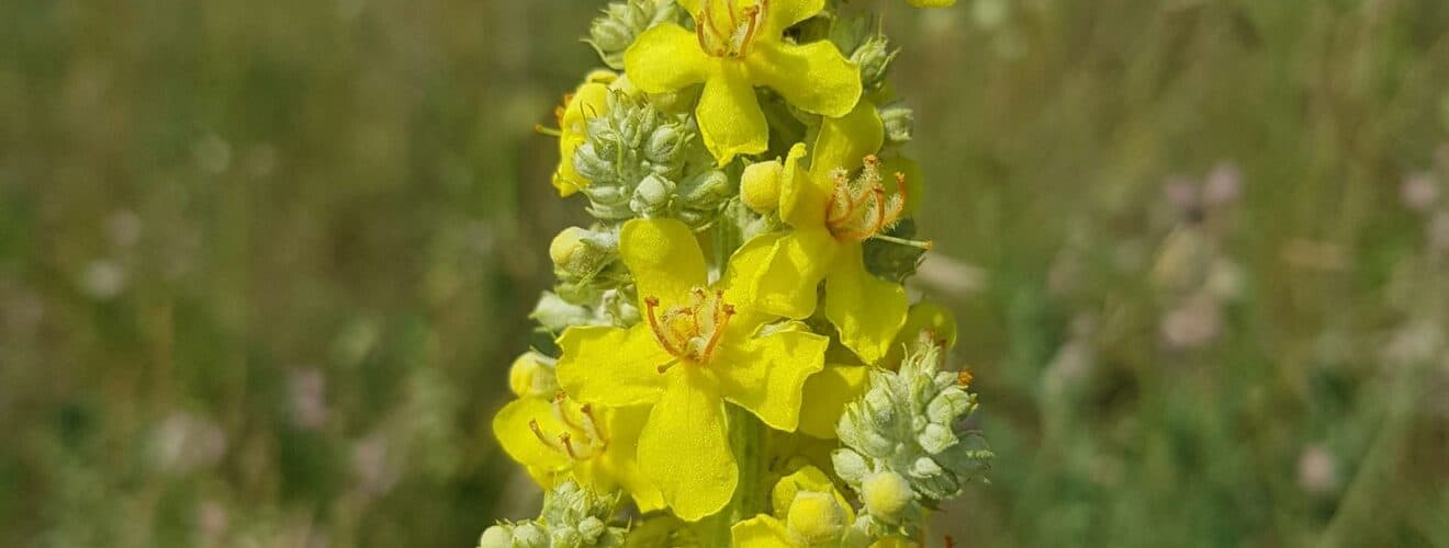 Königskerze - Mehlige (Verbascum lychnitis)