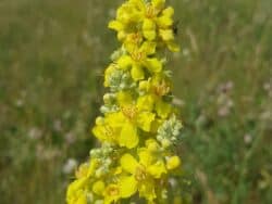 Königskerze - Mehlige (Verbascum lychnitis)