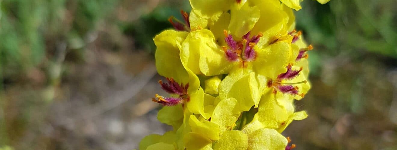 Königskerze - Schwarze (Verbascum nigrum)