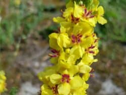 Königskerze - Schwarze (Verbascum nigrum)