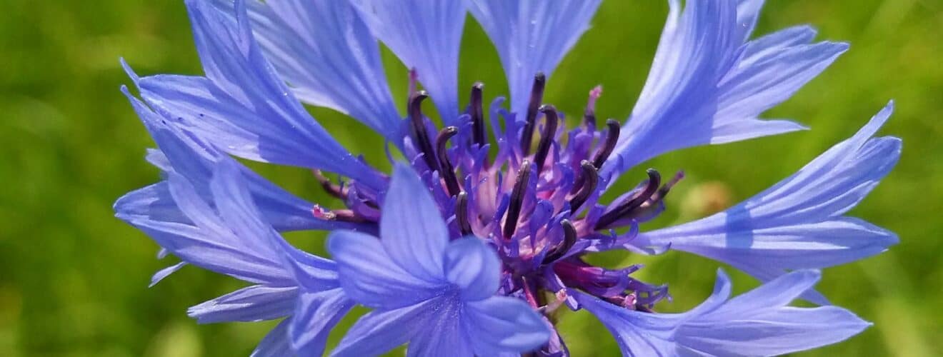 Kornblume (Centaurea cyanus)