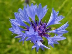 Kornblume (Centaurea cyanus)