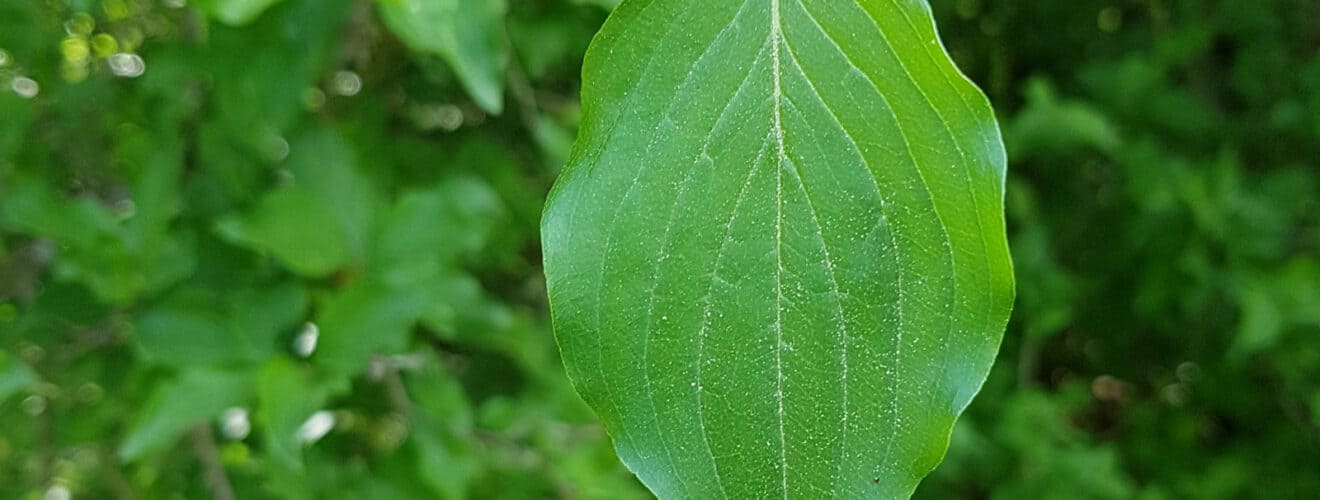 Kornelkirsche (Cornus mas)