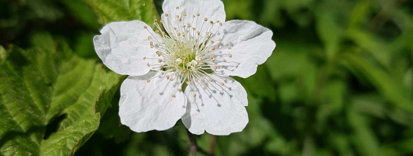 Kratzbeere (Rubus caesius)