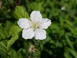 Kratzbeere (Rubus caesius)