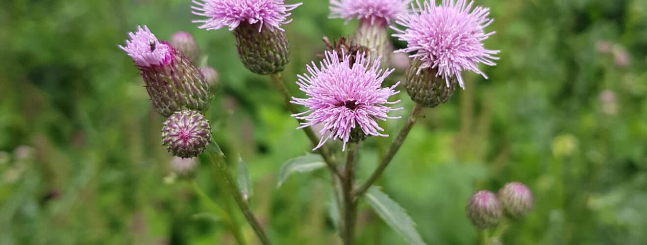 Kratzdistel - Acker (Cirsium arvense)