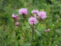 Kratzdistel - Acker (Cirsium arvense)