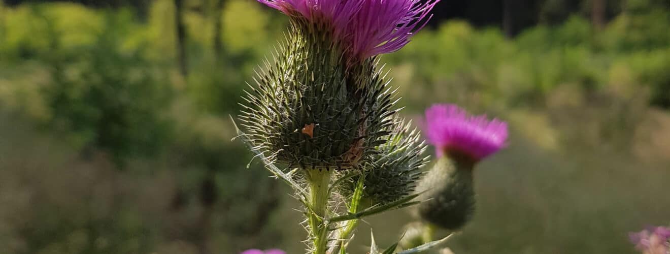 Kratzdistel - Gewöhnliche (Cirsium vulgare)