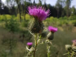 Kratzdistel - Gewöhnliche (Cirsium vulgare)