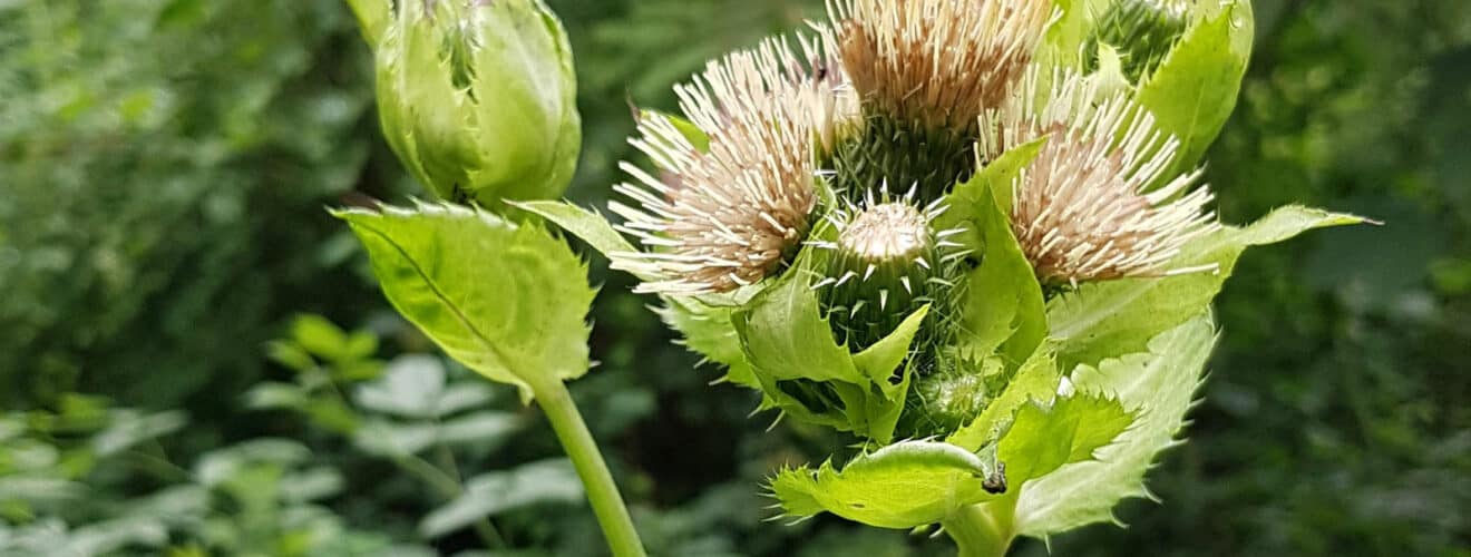 Kratzdistel - Kohl (Cirsium oleraceum)