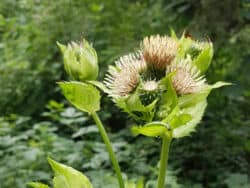 Kratzdistel - Kohl (Cirsium oleraceum)