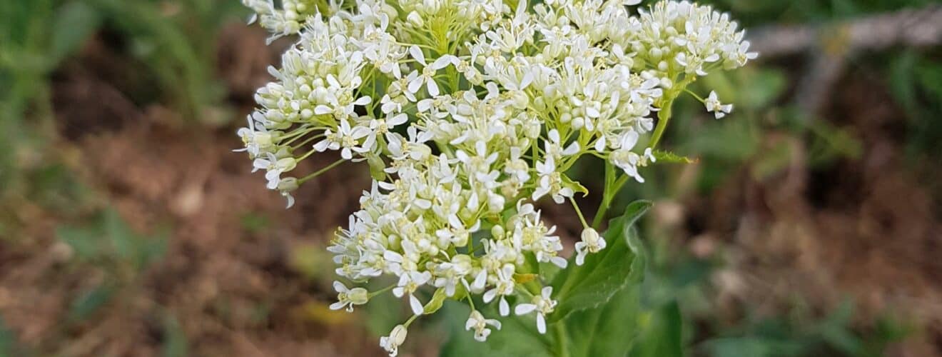 Kresse - Pfeilkresse (Lepidium draba)