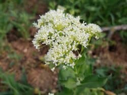 Kresse - Pfeilkresse (Lepidium draba)